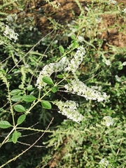 Aloysia virgata