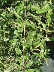Aloysia virgata