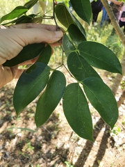 Hymenaea courbaril