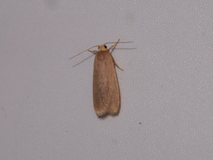 Danielithosia immaculata