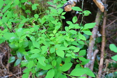 Vaccinium alaskaense
