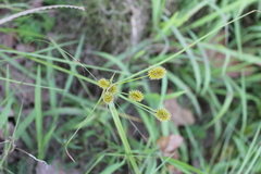 Cyperus retrorsus
