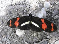 Heliconius telesiphe