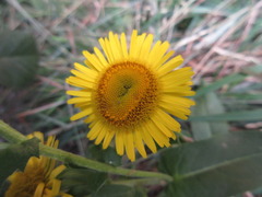 Pentanema britannica