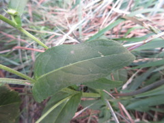 Pentanema britannica