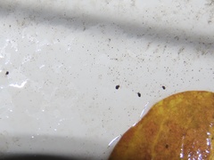 Sminthurinus minutus