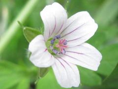 Geranium albiflorum
