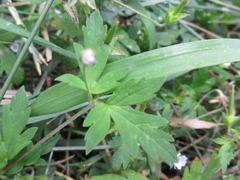Geranium albiflorum