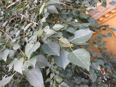 Populus