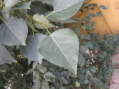 Populus