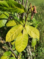 Capparidastrum frondosum