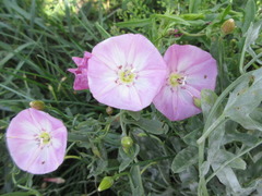 Convolvulus arvensis