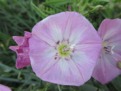 Convolvulus arvensis