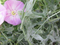 Convolvulus arvensis