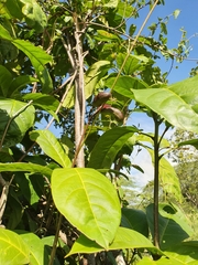 Capparidastrum frondosum