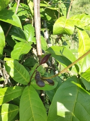 Capparidastrum frondosum