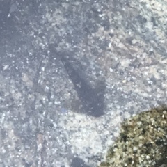 Clinocottus recalvus
