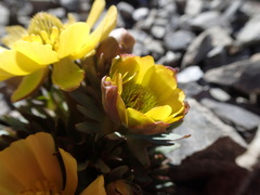 Ranunculus haastii