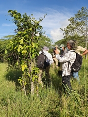 Capparidastrum frondosum
