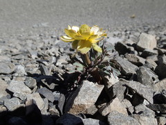 Ranunculus haastii