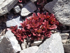 Epilobium porphyrium