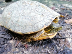 Trachemys venusta iversoni