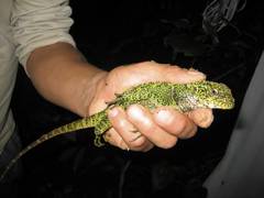 Enyalioides