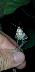 Condica cupentia