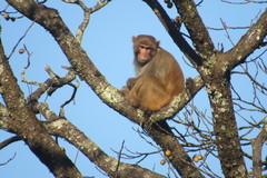 Macaca mulatta