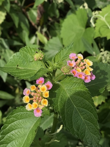 Lantana strigocamara