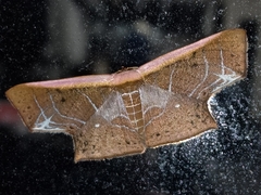 Tessarotis rubrata