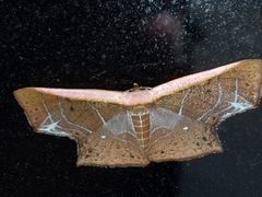 Tessarotis rubrata