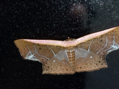 Tessarotis rubrata
