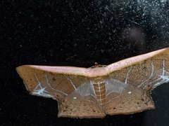 Tessarotis rubrata