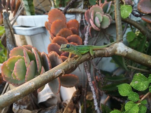 Barbados anole, Anolis extremus