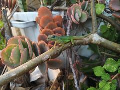 Anolis extremus