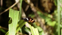 Podotricha telesiphe