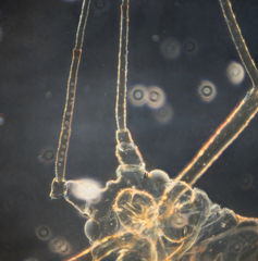 Hyperomyzus lactucae