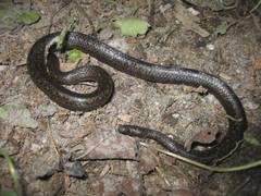 Atractus