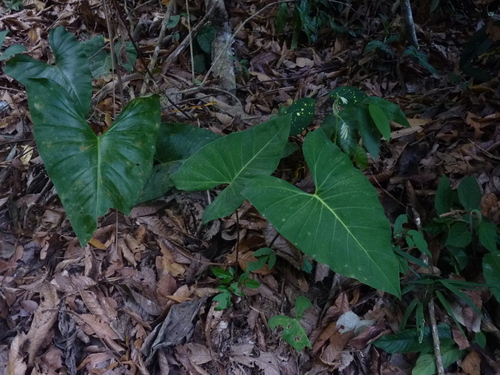 Adelonema orientale