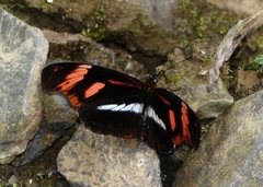 Podotricha telesiphe