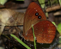 Lymanopoda panacea