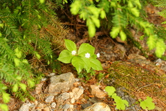 Lysimachia latifolia