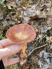 Lactarius