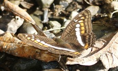 Adelpha alala