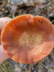 Lactarius