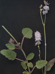Boerhavia xantii