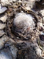 Mammillaria hermosana