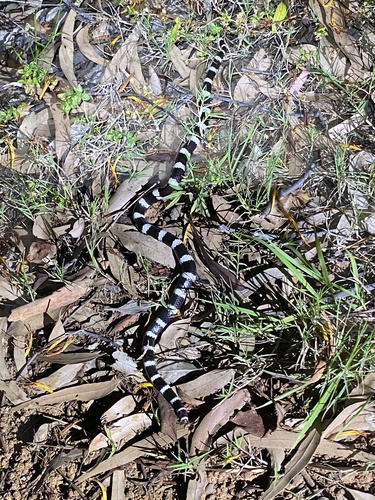 Eastern Bandy Bandy sighting