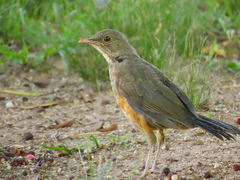 Turdus rufiventris
